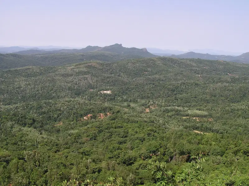 Shade-grown coffee in the Western Ghats