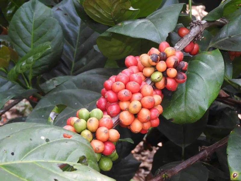 Ripening Robusta coffee cherries