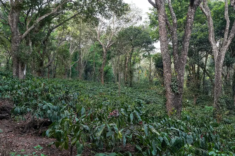 Robusta coffee under mixed shade trees