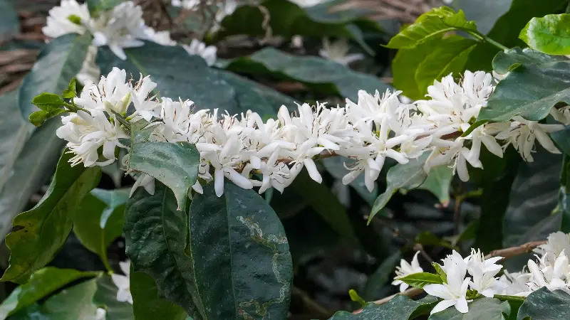 Coffee plants in bloom