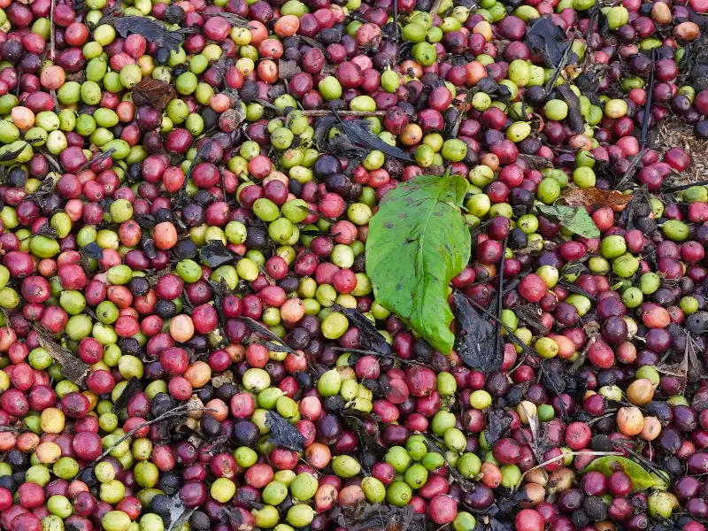 Coffee cherries drying in the sun