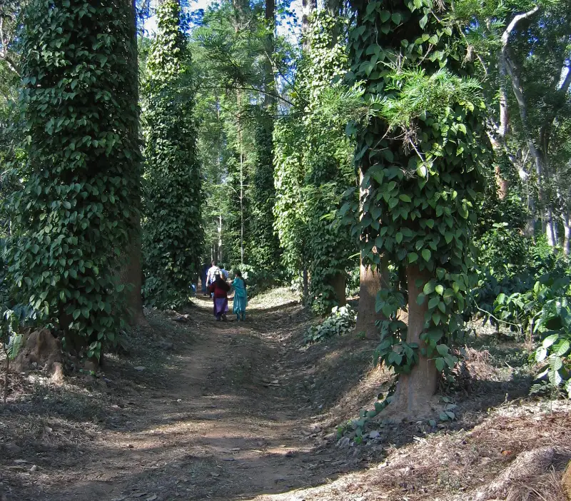Pepper vines climbing shade trees