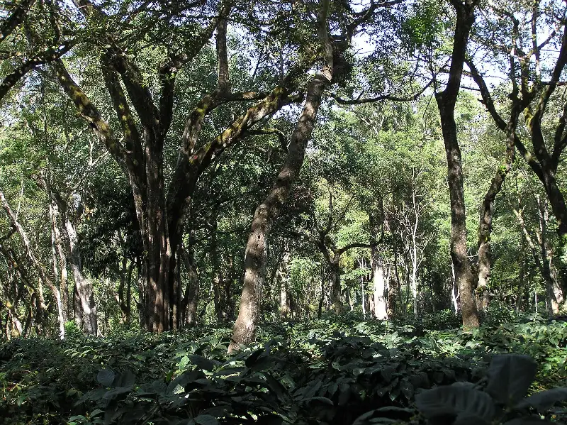 Traditional shade coffee plantation